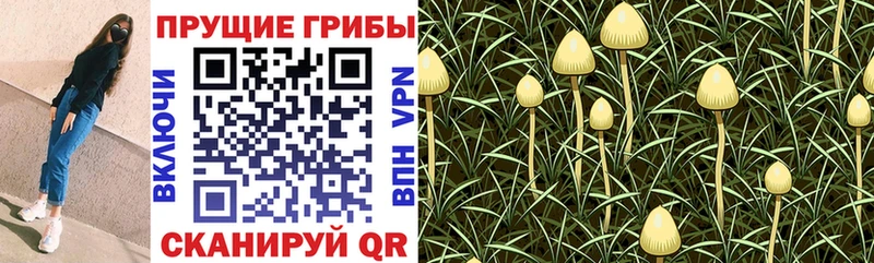 Псилоцибиновые грибы ЛСД  Кувшиново 